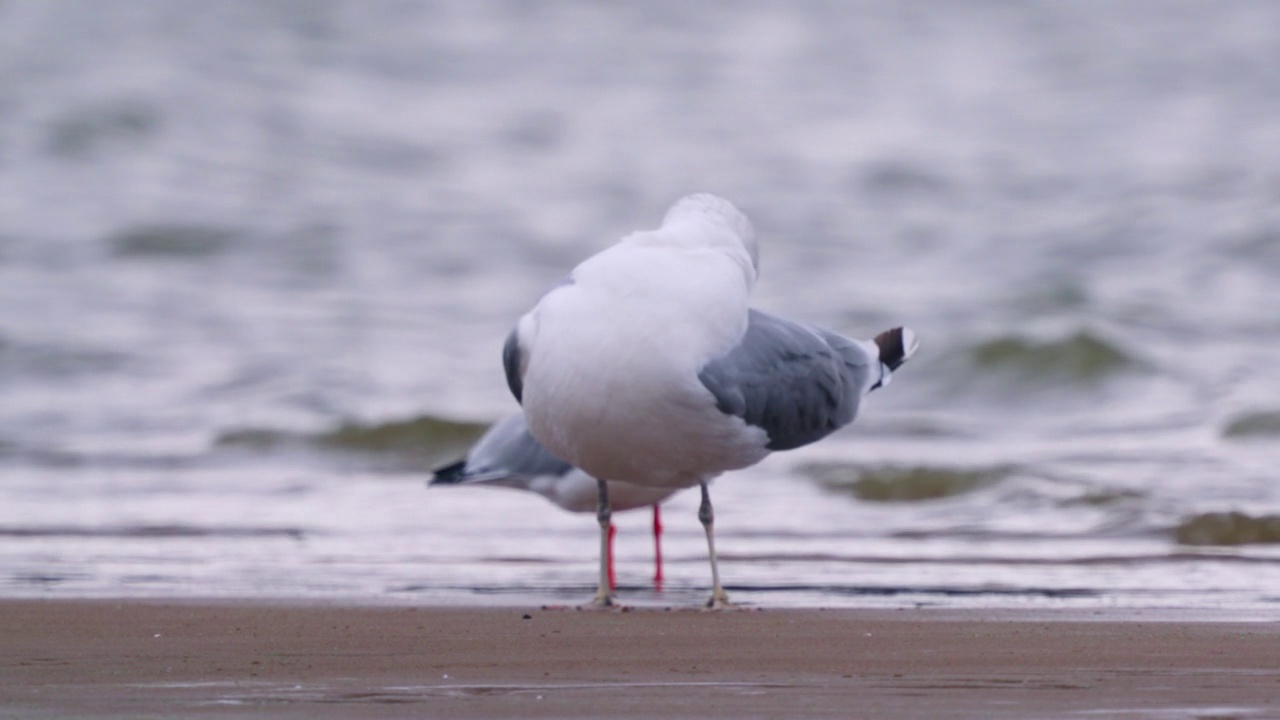 鸟——里海鸥(Larus cachinnans)在一个多云的秋日走在浅水里。视频素材