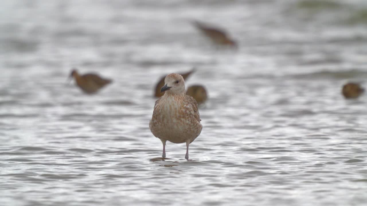 鸟——年轻的里海鸥(Larus cachinnans)在一个多云的秋日走在浅水里。视频素材