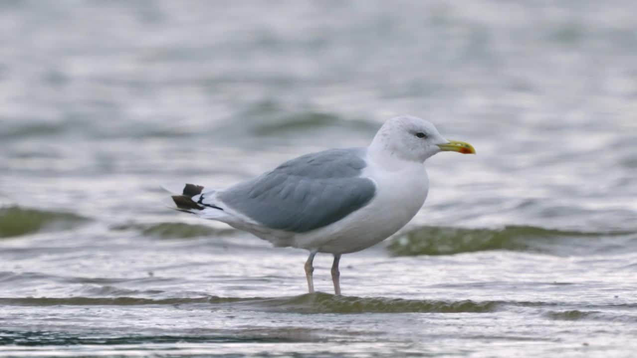 鸟——里海鸥(Larus cachinnans)在一个多云的秋日走在浅水里。视频素材