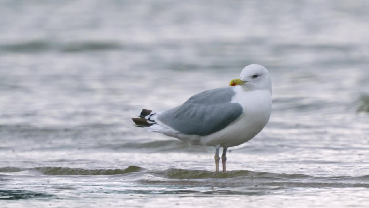 鸟——里海鸥(Larus cachinnans)在一个多云的秋日走在浅水里。视频素材