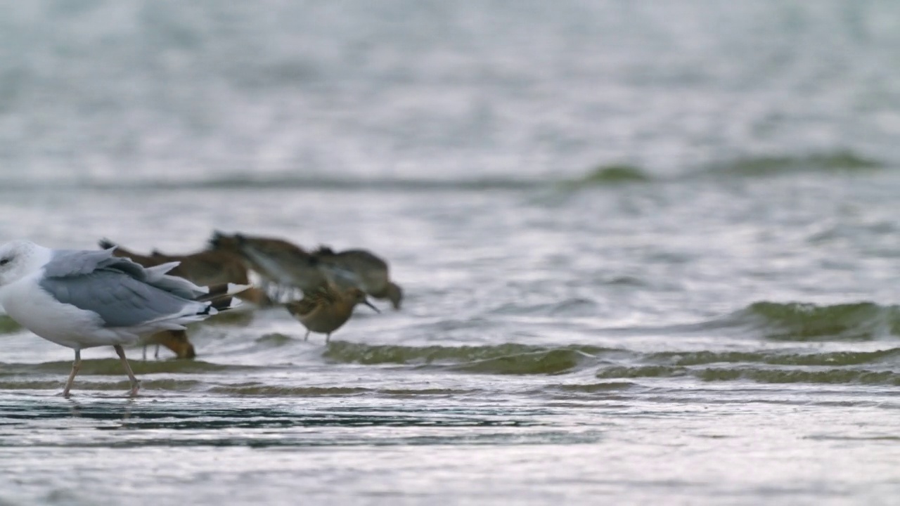 鸟——里海鸥(Larus cachinnans)在一个多云的秋日走在浅水里。视频素材