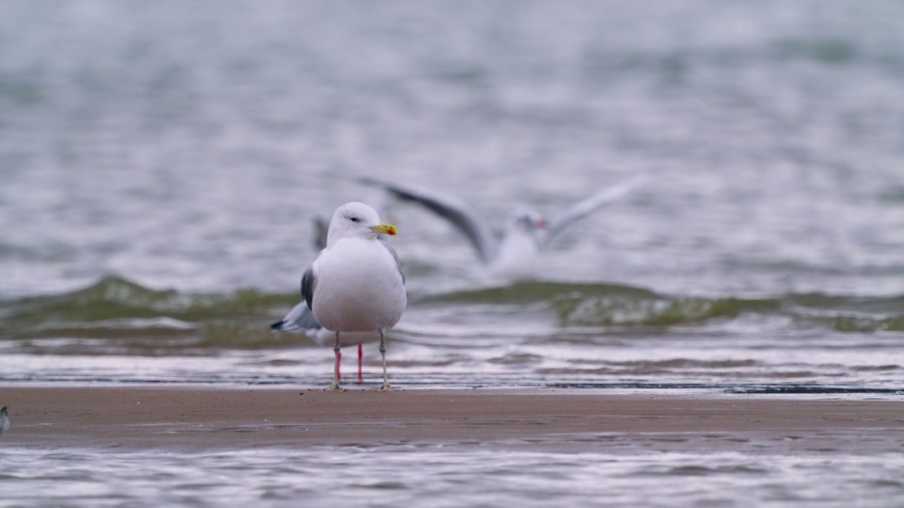 鸟——里海鸥(Larus cachinnans)在一个多云的秋日走在浅水里。视频素材