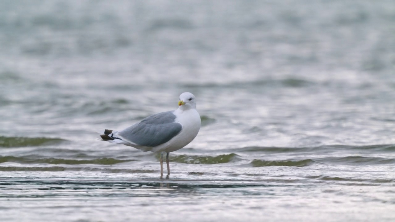 鸟——里海鸥(Larus cachinnans)在一个多云的秋日走在浅水里。视频素材