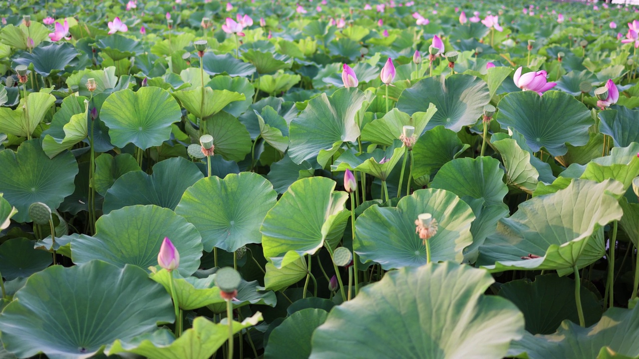 夏天池塘里的荷花视频素材