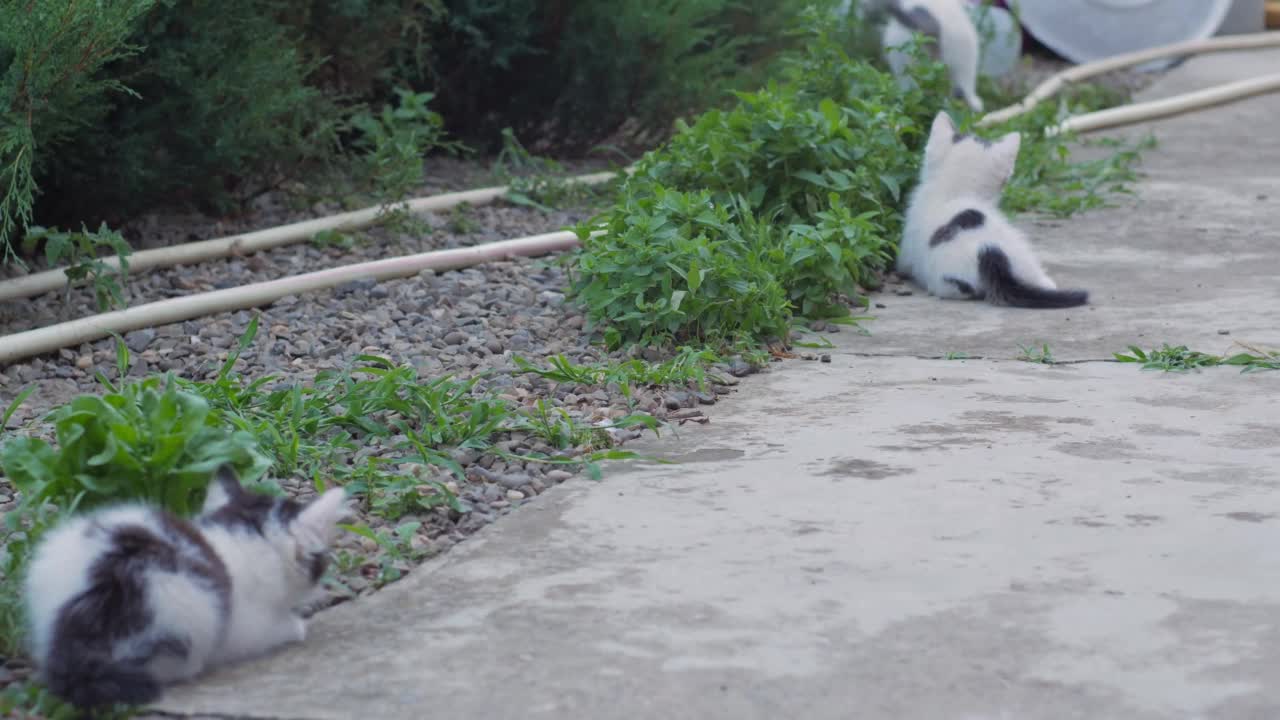 小猫又跑又跳视频素材