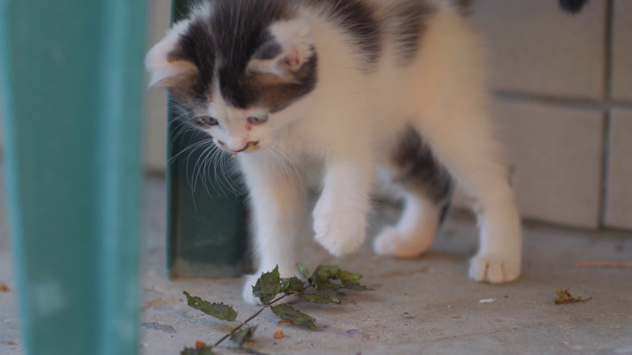 小猫、蛛网和蜘蛛视频素材