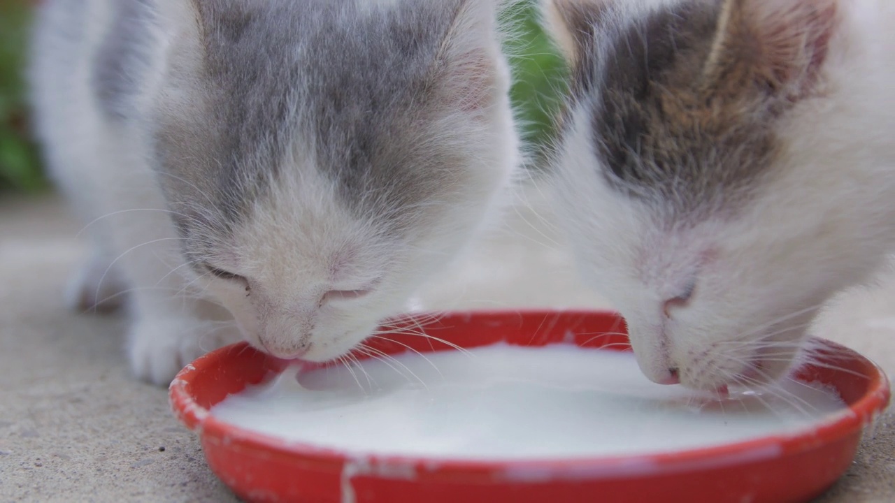 小猫吃牛奶视频素材