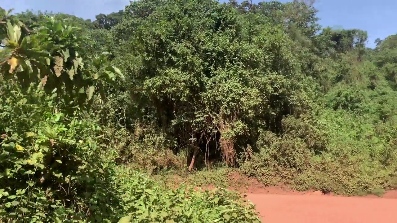 在恩戈罗恩戈罗国家公园旅行时，从车窗看向茂密的植被。视频素材