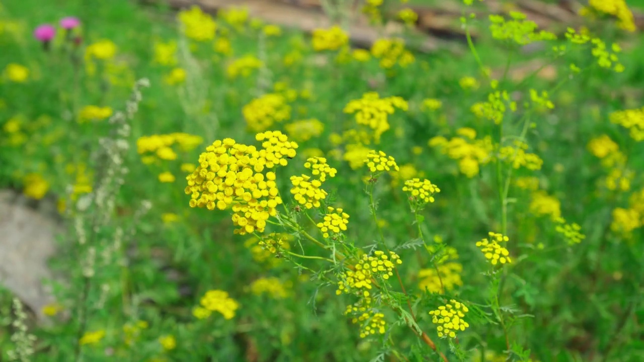 黄色的唐茜花，普通的唐茜植物，牛苦，或金钮扣。有选择性的重点视频素材