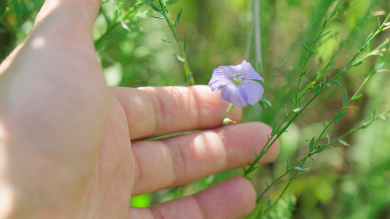 亚麻花。亚麻田、亚麻开花、亚麻农业栽培。乡下开着蓝色的花视频素材