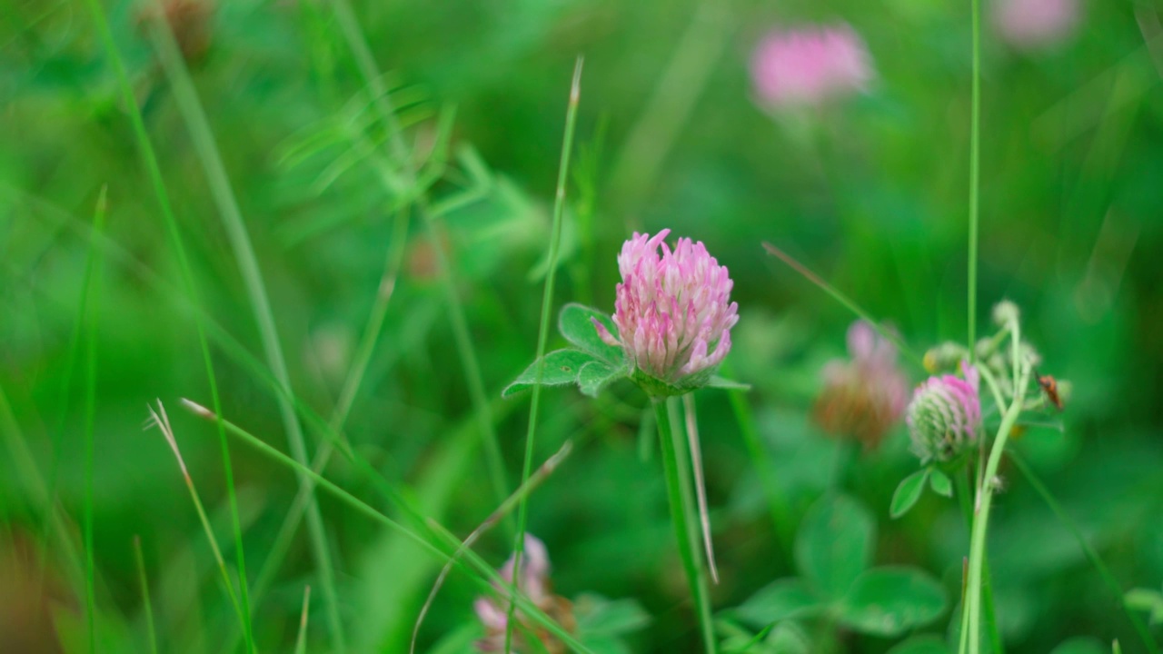 粉红三叶草的花。这种植物可食用、药用。用作饲料的植物视频素材