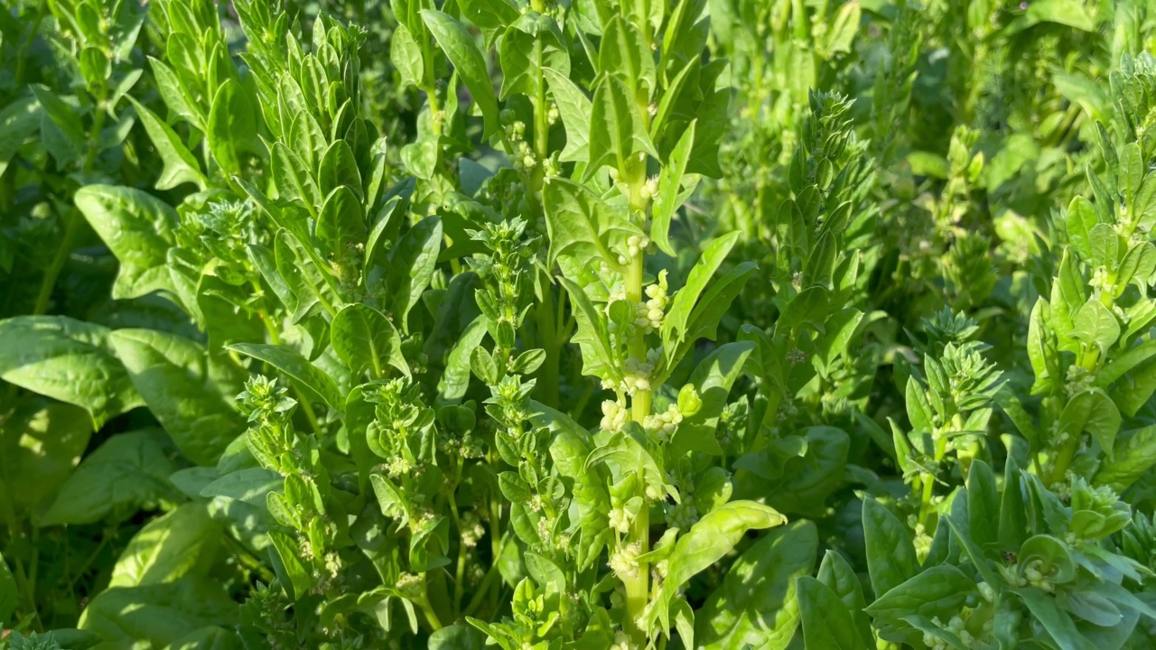 绿菠菜生长在蔬菜农场的花园里。在你自己的菜园里种植健康食品视频素材