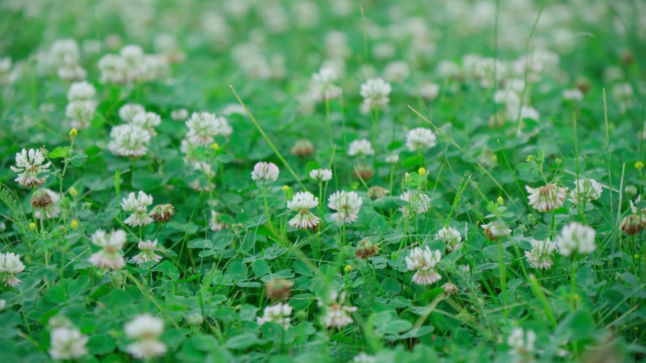 白三叶草(Trifolium pratense)是苜蓿科开花植物的草本种，选择性重点。视频素材