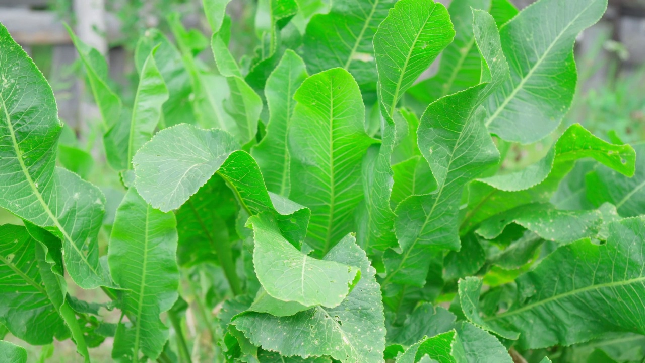 山葵Armoracia rusticana, syn. Cochlearia Armoracia是十字花科多年生植物。有选择性的重点视频素材