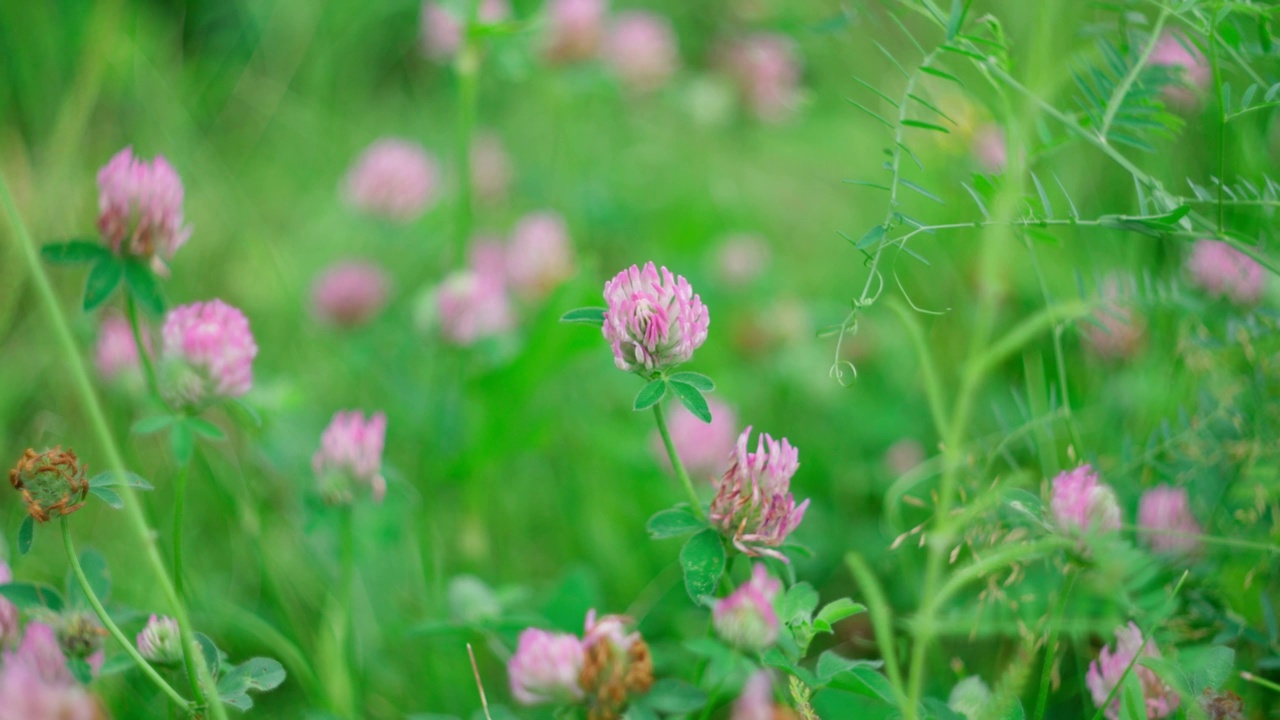 三叶草(Trifolium pratense)，粉色三叶草，是豆科开花植物草本种，选择性重点视频素材