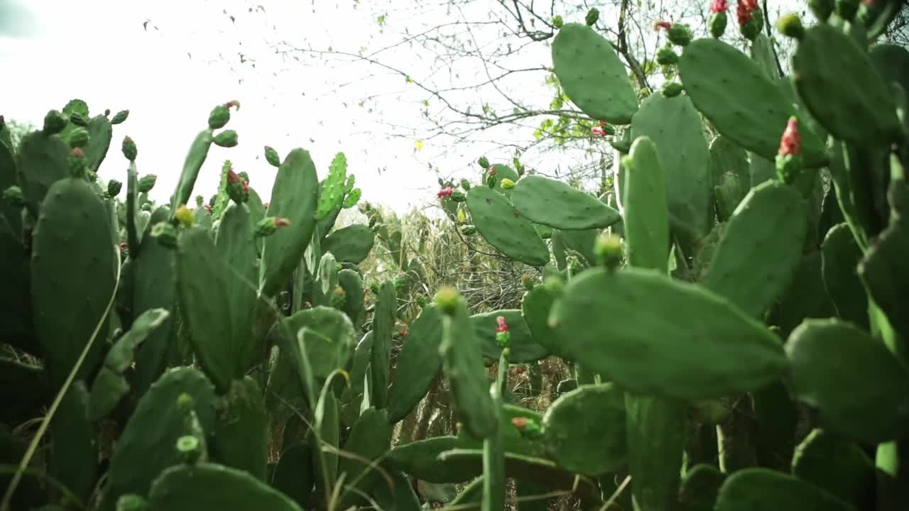 巴西乡村树间的仙人掌，慢镜头视频素材