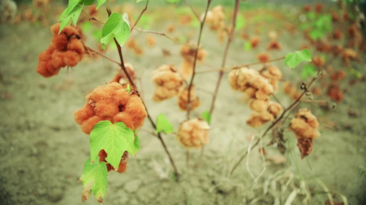 特写的一个oragen棉花作物，棉花田视频素材