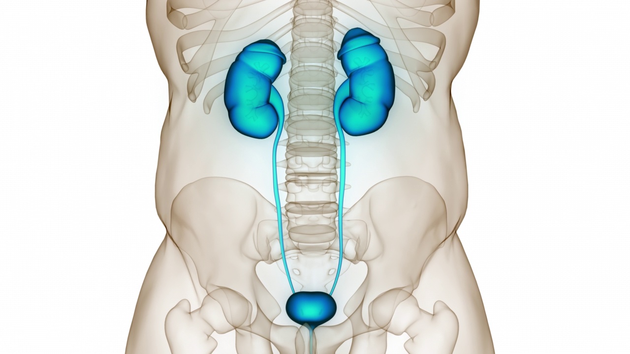人体泌尿系统肾脏与膀胱解剖动画概念视频素材