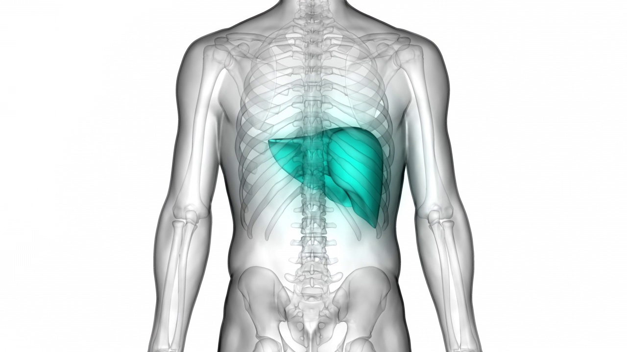 人体内部消化器官肝脏解剖动画概念视频素材