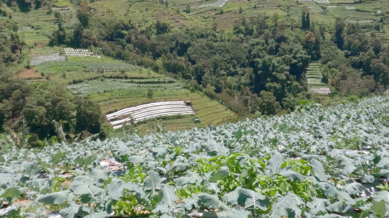 阳光明媚的菜花菜地视频素材