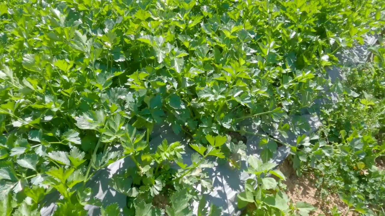 新鲜的绿叶芹菜菜地生长着茂密的叶子，准备收割视频素材