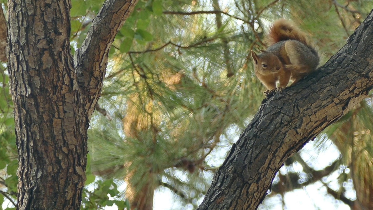 Marmaris Cubucak自然森林公园里的松鼠视频素材