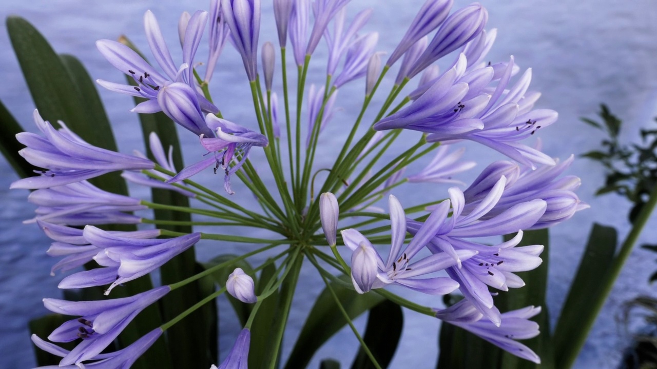 非洲百合，Agapanthus，蓝色墙壁上的花朵。视频素材