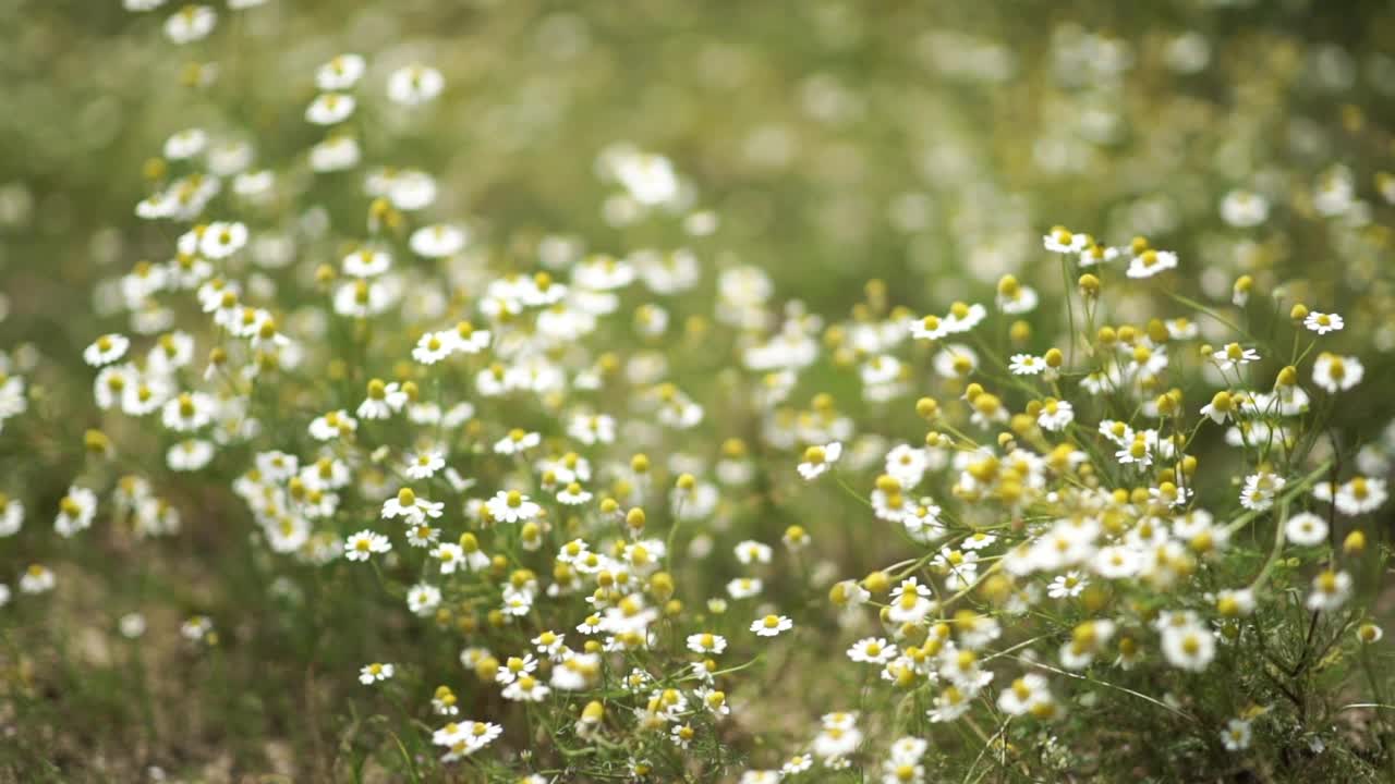 草地上的雏菊视频素材