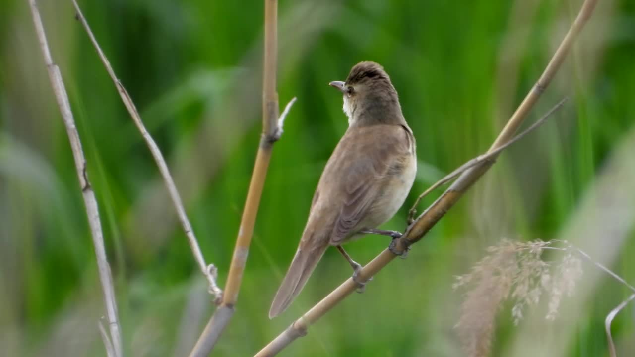 大苇莺(Acrocephalus orientalis) /大田，韩国视频素材