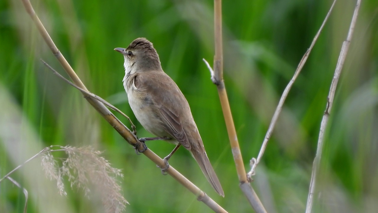 大苇莺(Acrocephalus orientalis) /大田，韩国视频素材