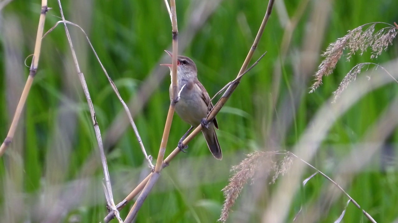 大苇莺(Acrocephalus orientalis) /大田，韩国视频素材