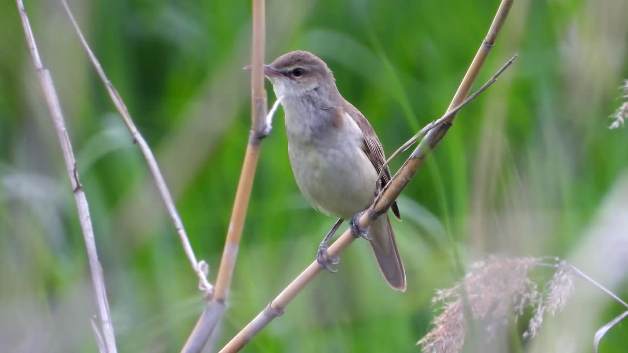 大苇莺(Acrocephalus orientalis) /大田，韩国视频素材