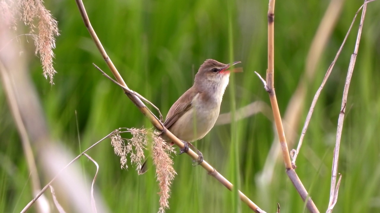 大苇莺(Acrocephalus orientalis) /大田，韩国视频素材