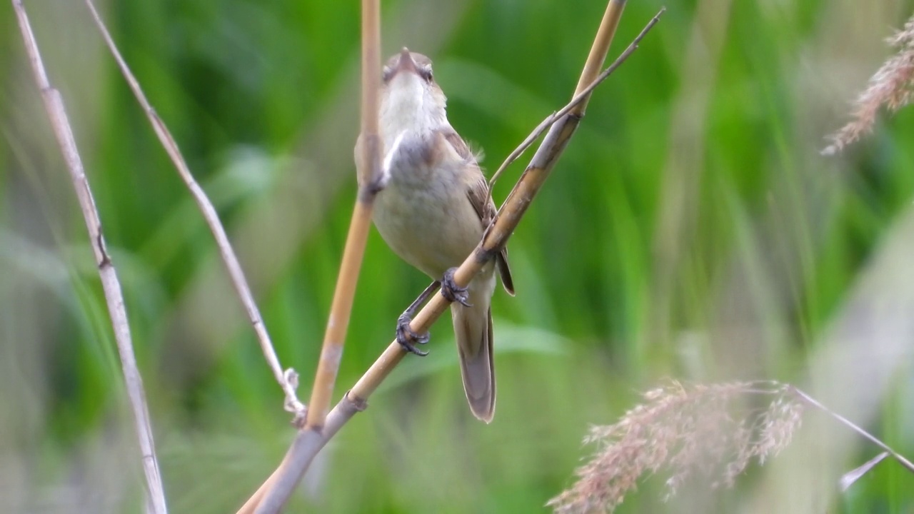 大苇莺(Acrocephalus orientalis) /大田，韩国视频素材