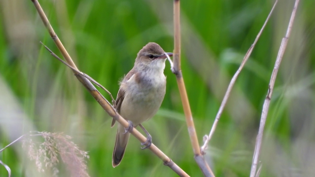 大苇莺(Acrocephalus orientalis) /大田，韩国视频素材