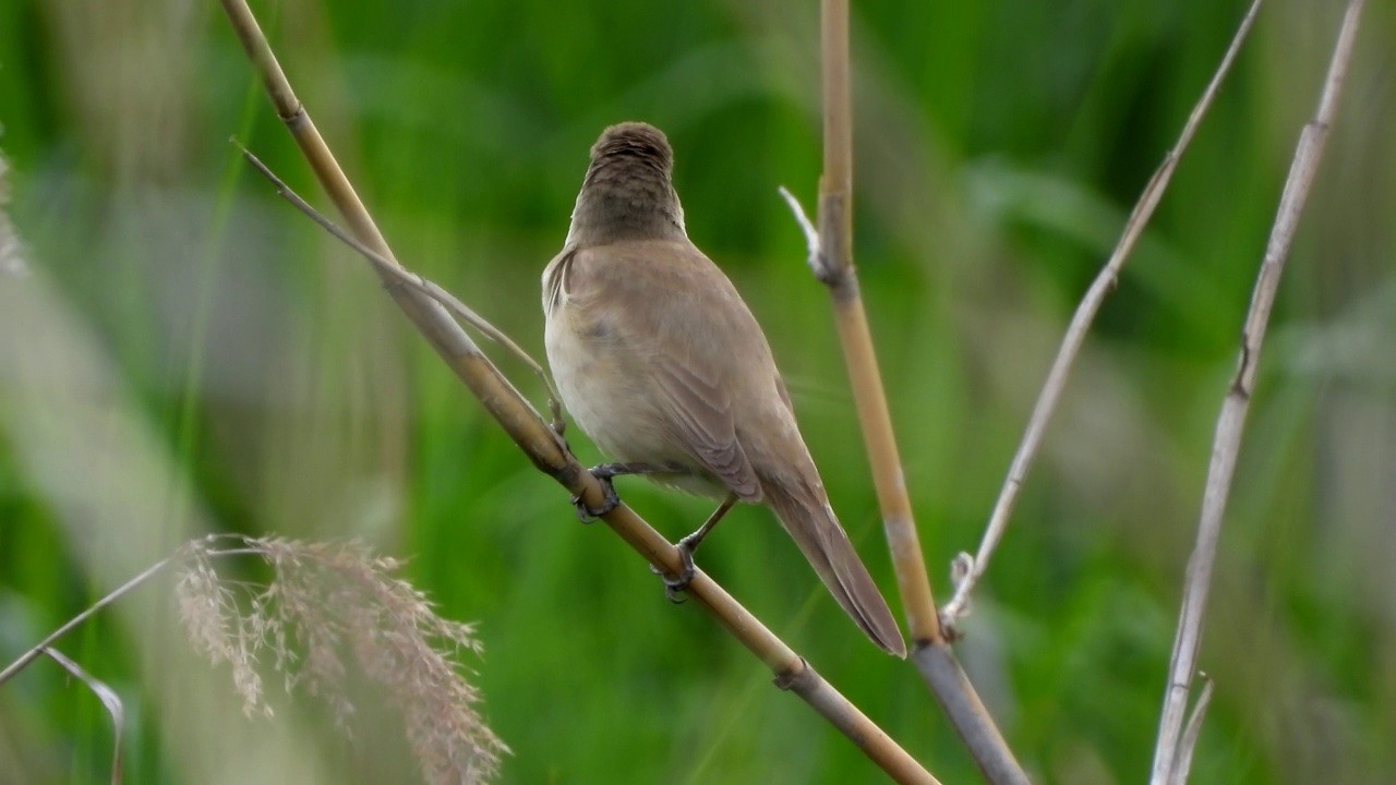 大苇莺(Acrocephalus orientalis) /大田，韩国视频素材