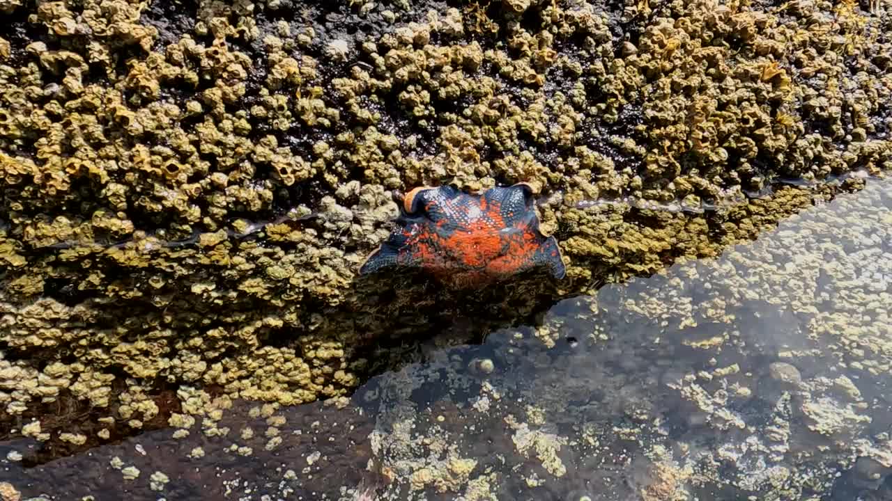 海星在岩石上，藤壶在海里视频素材