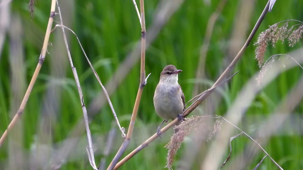 大苇莺(Acrocephalus orientalis) /大田，韩国视频素材