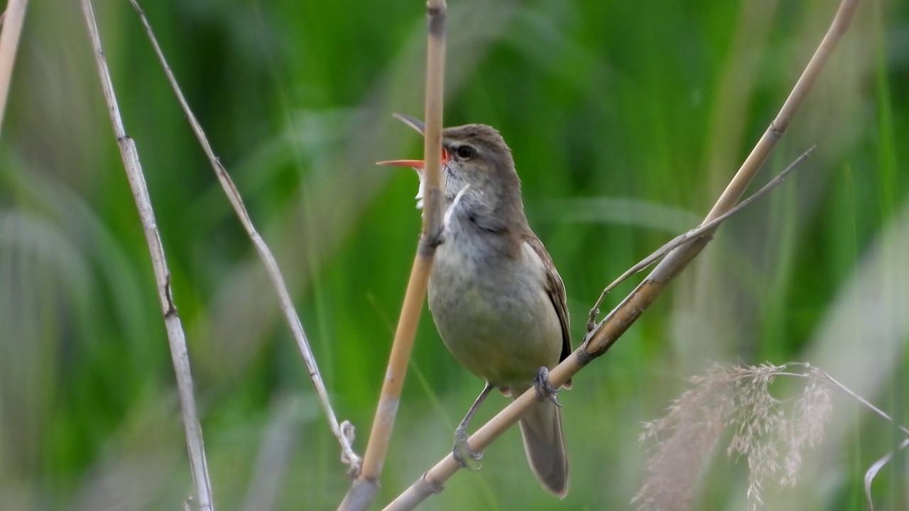 大苇莺(Acrocephalus orientalis) /大田，韩国视频素材