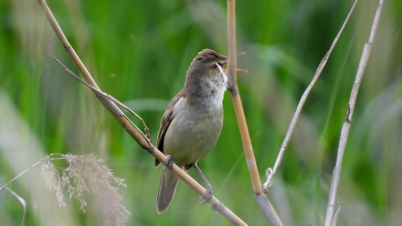 大苇莺(Acrocephalus orientalis) /大田，韩国视频素材