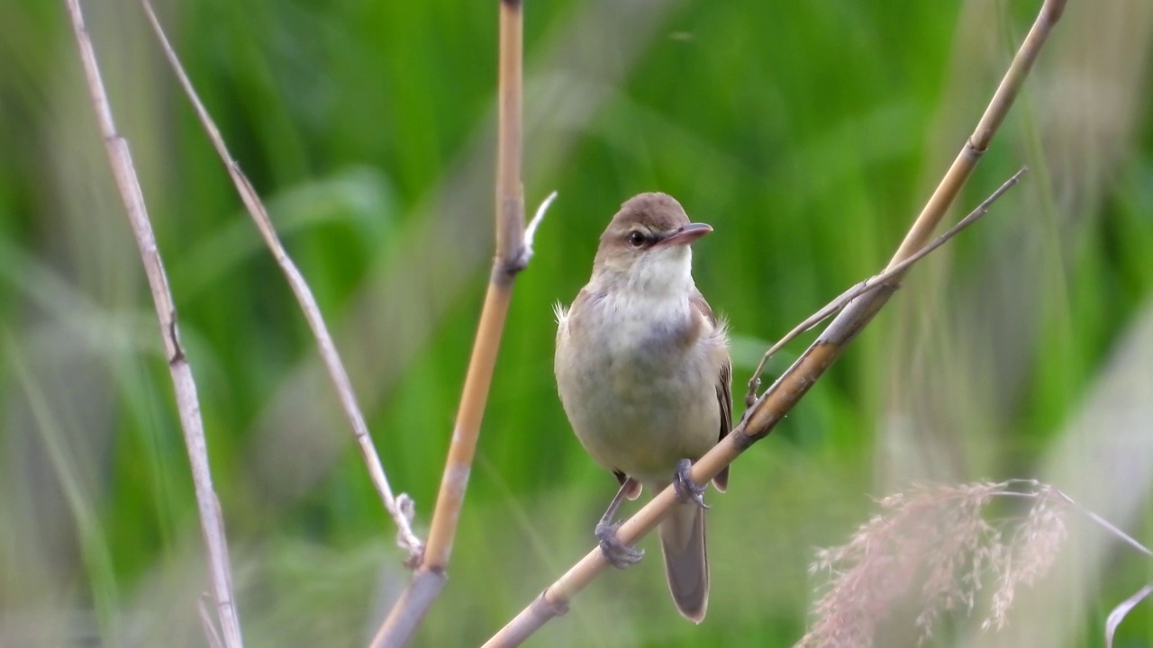 大苇莺(Acrocephalus orientalis) /大田，韩国视频素材