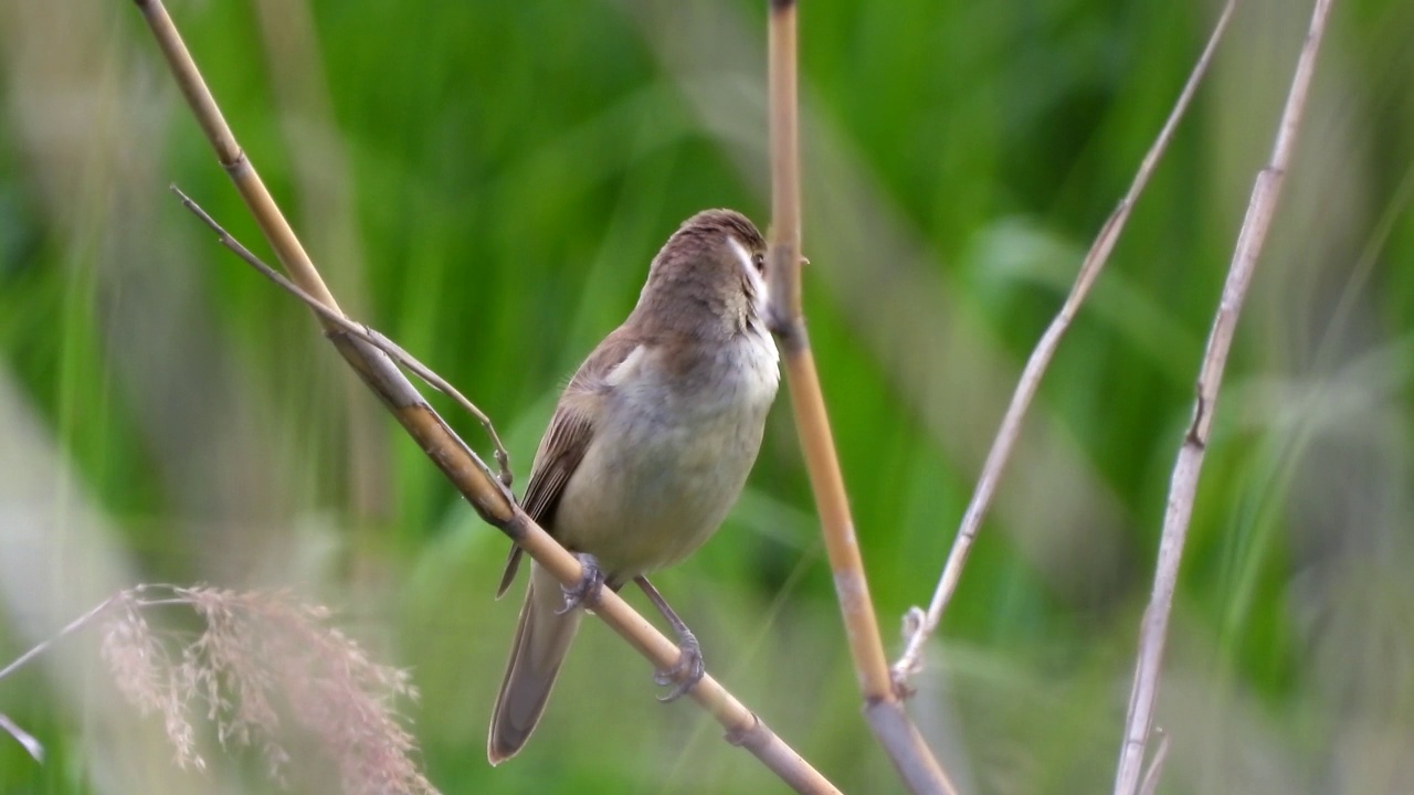 大苇莺(Acrocephalus orientalis) /大田，韩国视频素材