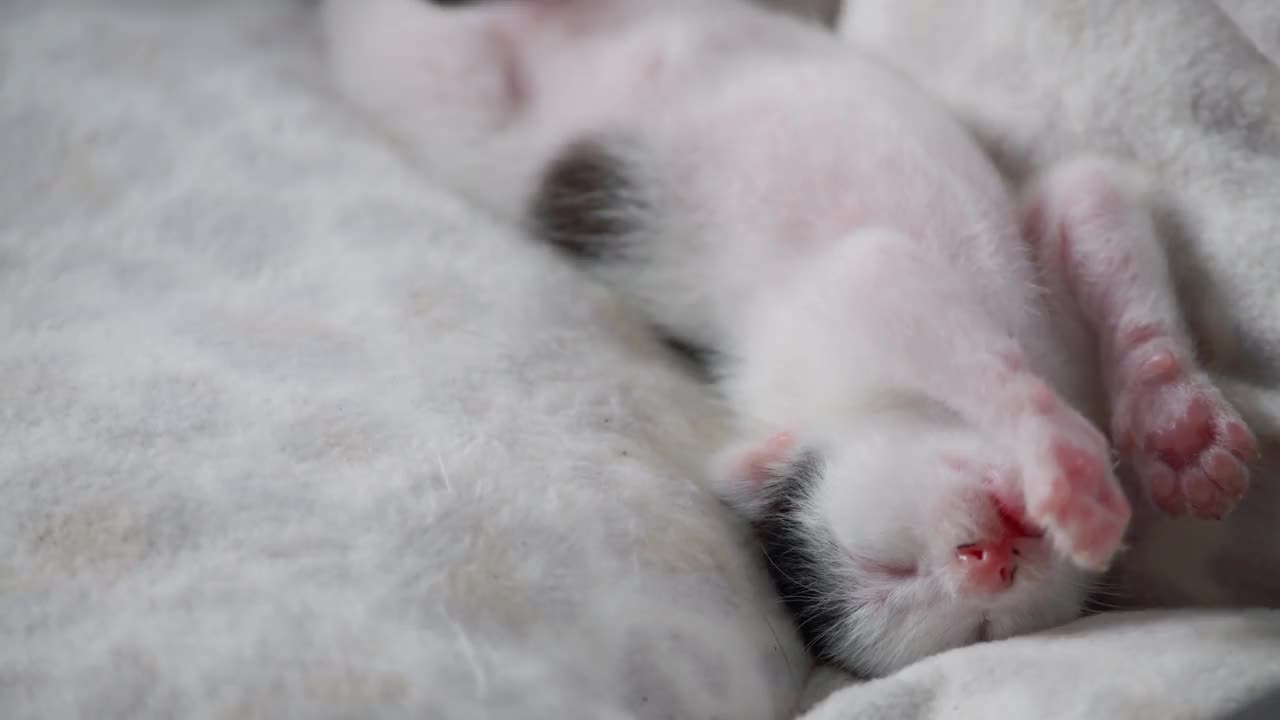 刚出生的小猫在白色垫子上睡觉。视频素材