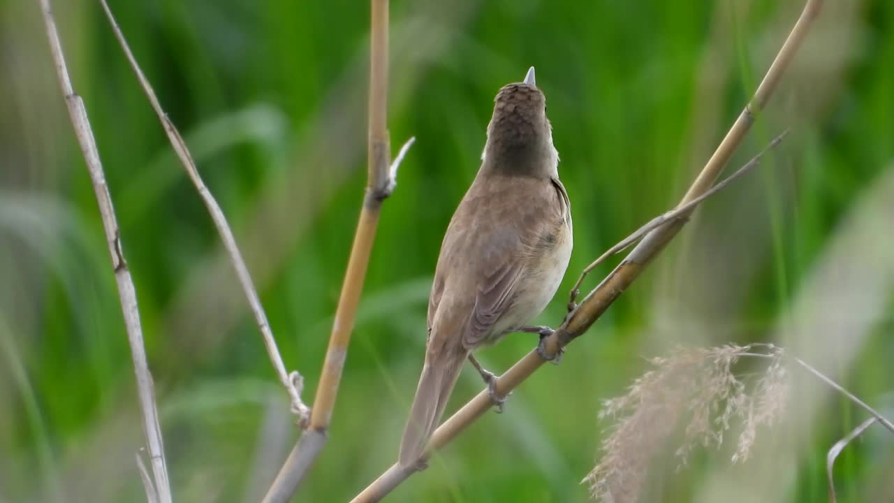 大苇莺(Acrocephalus orientalis) /大田，韩国视频素材