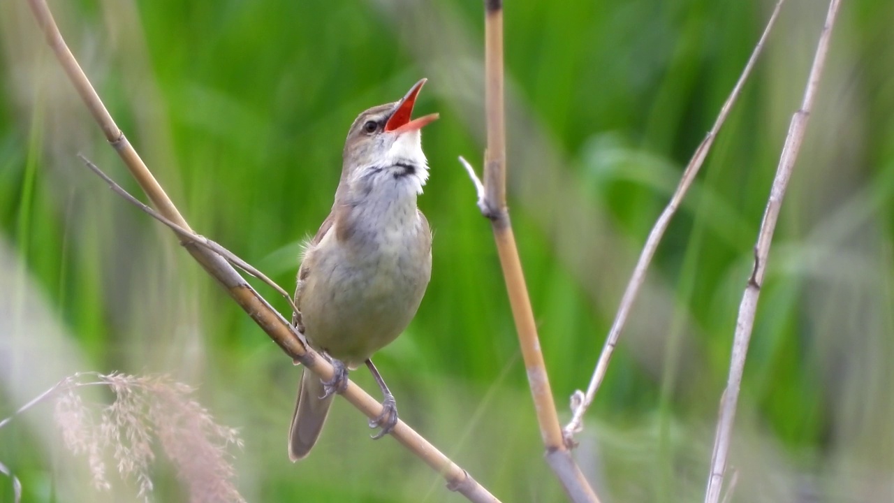 大苇莺(Acrocephalus orientalis) /大田，韩国视频素材