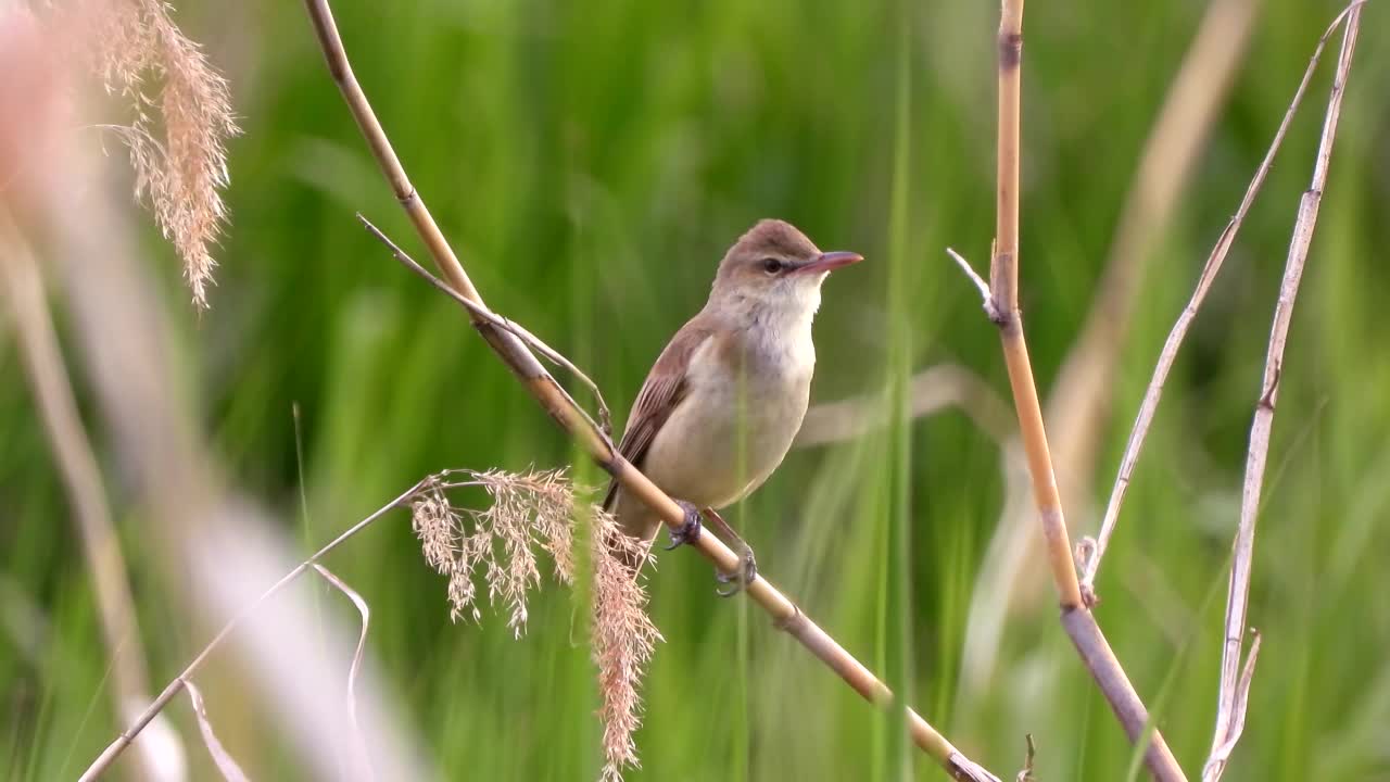 大苇莺(Acrocephalus orientalis) /大田，韩国视频素材