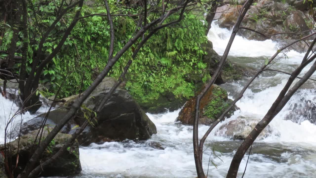 长满青苔的树木和流水视频素材