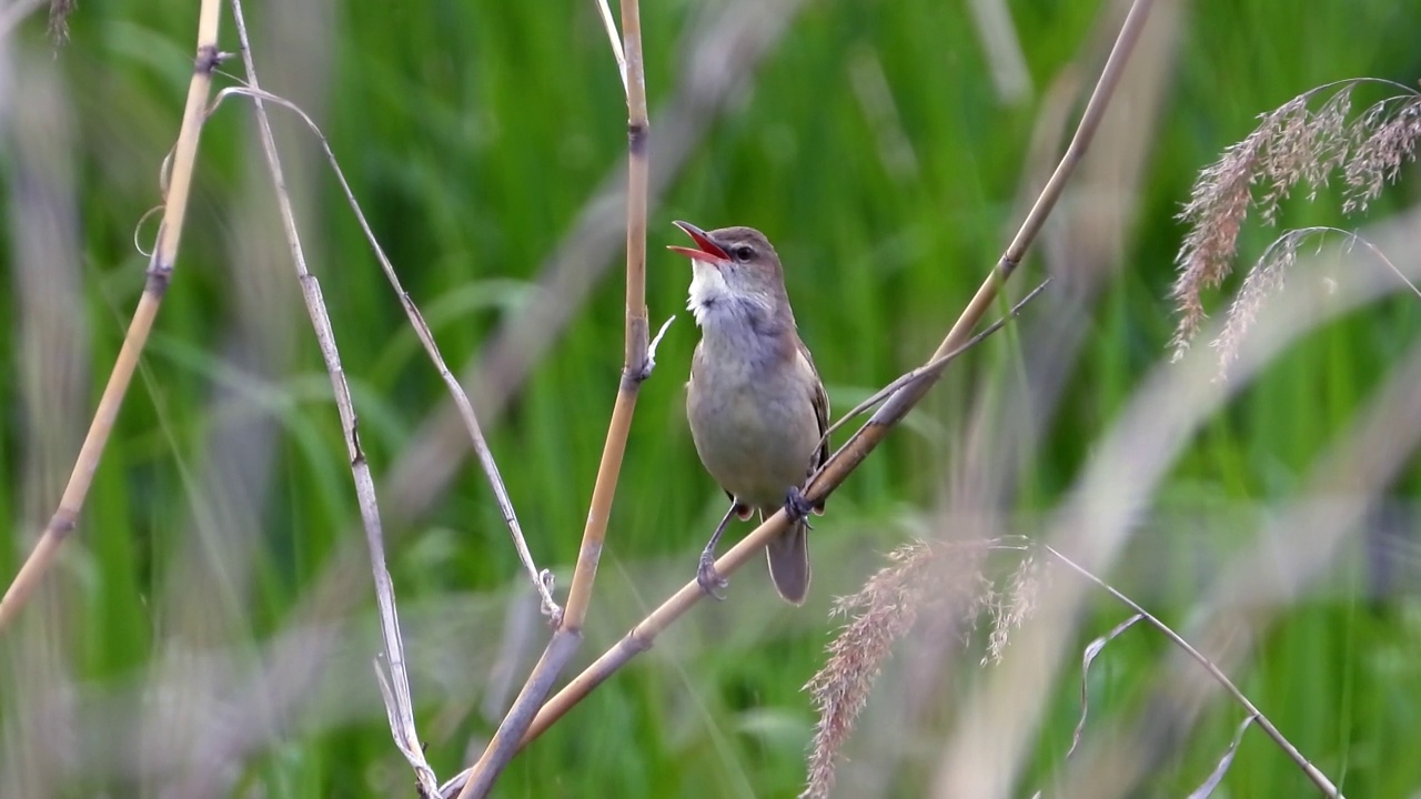 大苇莺(Acrocephalus orientalis) /大田，韩国视频素材