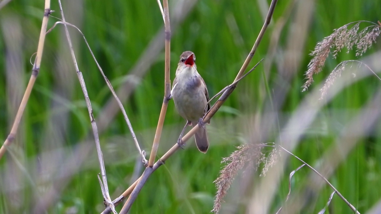 大苇莺(Acrocephalus orientalis) /大田，韩国视频素材