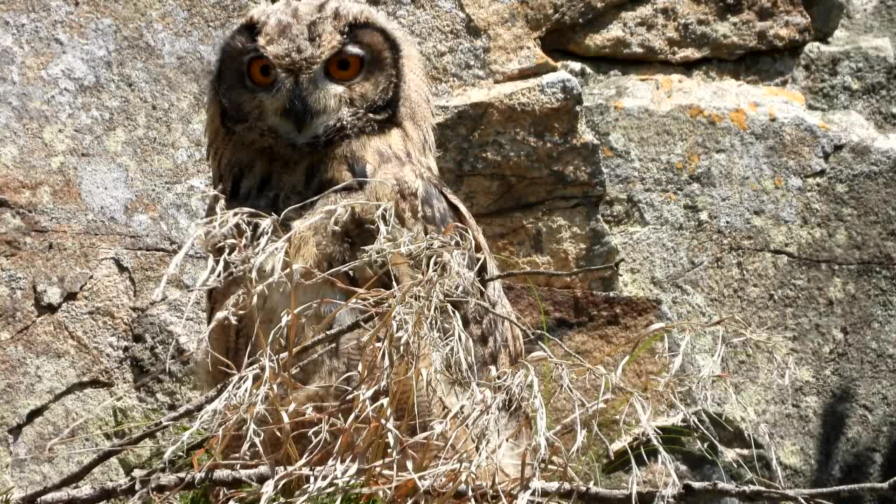 年轻的鹰鸮(Bubo Bubo) /忠南公州市，韩国视频素材